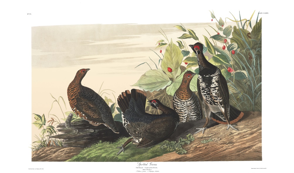 Plate 176, Spotted Grouse