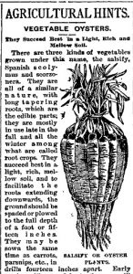 Old newspaper article including a black and white drawing of salsify roots, which resemble a carrot bunch. 