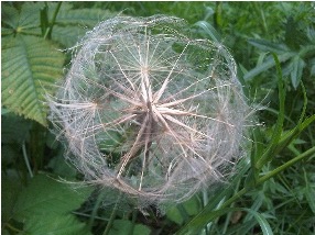 Photograph of salsify flower head without petals, resembling a puff of seeds, against a grassy green background.