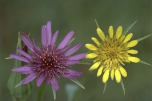 Photograph showing purple flower head next to yellow flower head, with green, grassy background.