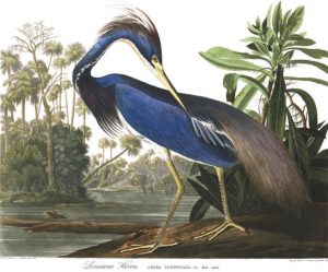 Plate-217-the-Louisiana-Heron