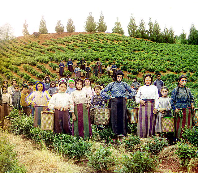 Greek women harvesting tea in Chakva, near Batumi, sometime between 1905 and 1915 (from the Prokudin-Gorskii Collection, http://www.loc.gov/exhibits/empire/)
