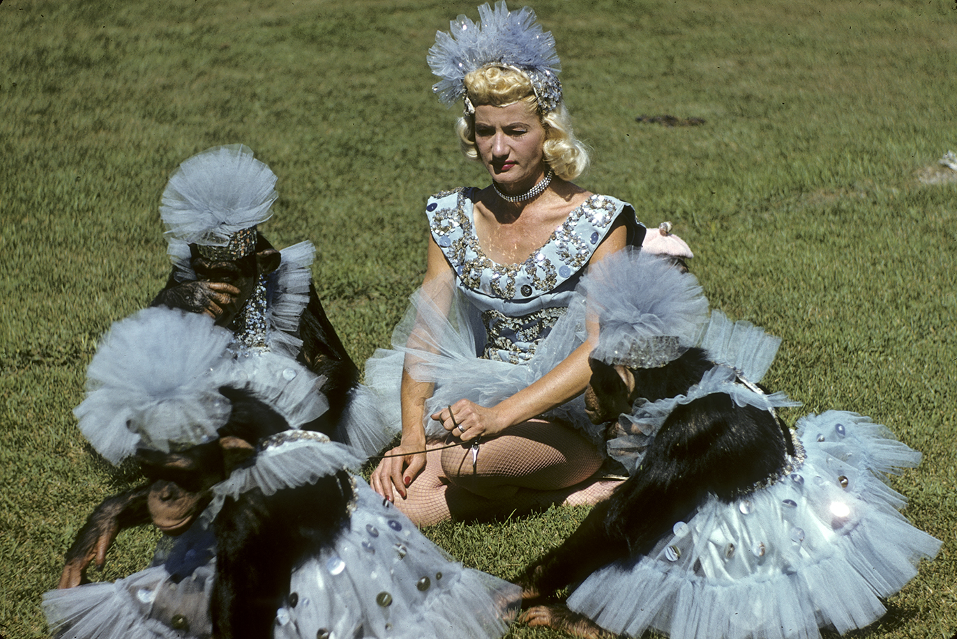 Woman and chimpanzees are sitting on grass, all are wearing light blue and silver outfits with tutus and headpieces.