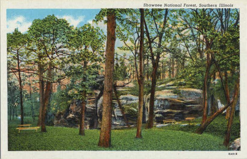 Postcard featuring picnic grounds among evergreens