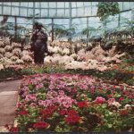 Postcard showing the interior of the Lincoln Park Conservatory with display of spring flowers