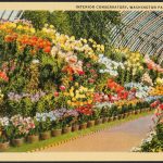 Front of postcard showing the interior of the Washington Park Conservatory in Chicago, Illinois