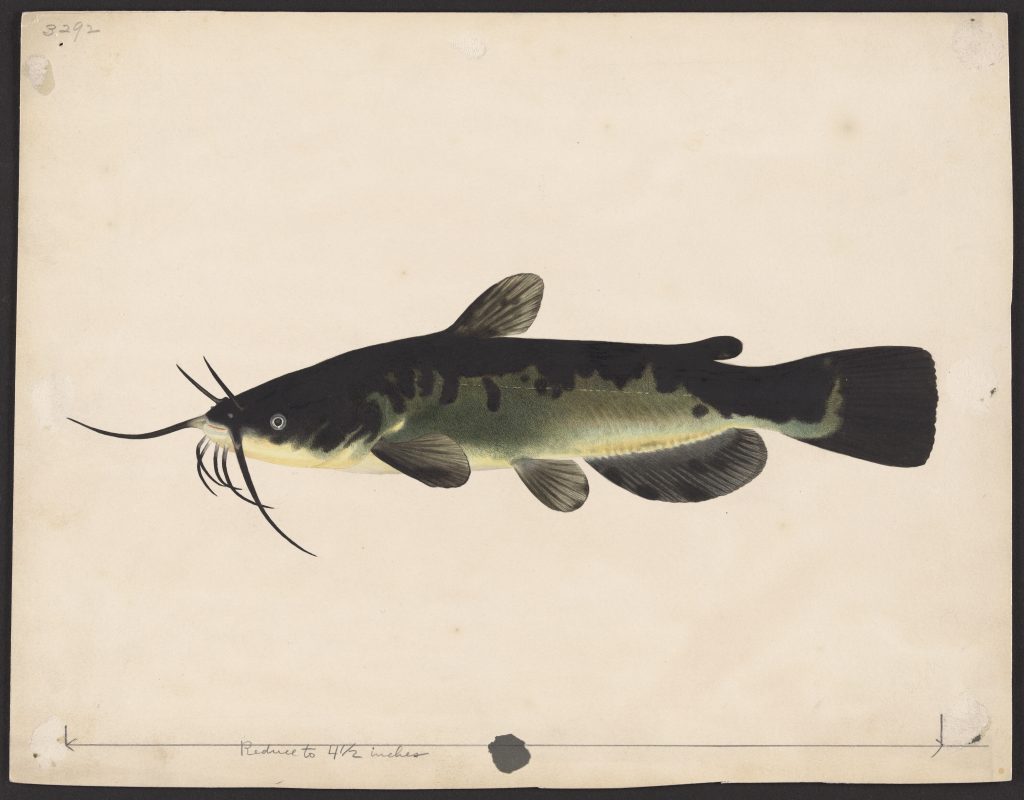 watercolor sketch of the fish Ameiurus nebulosus on cream paper.