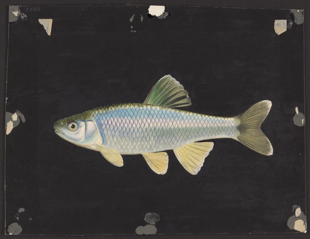 watercolor sketch of the fish Notropis whipplii on black paper.