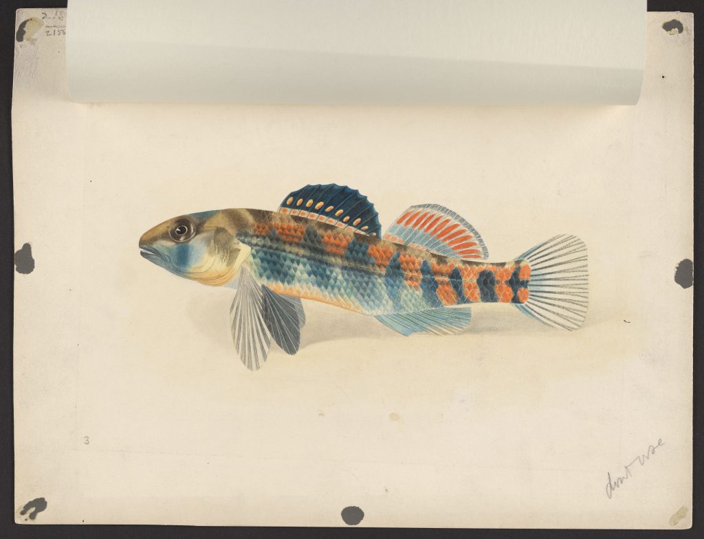 watercolor sketch of the fish Etheostoma coeruleum on cream paper.