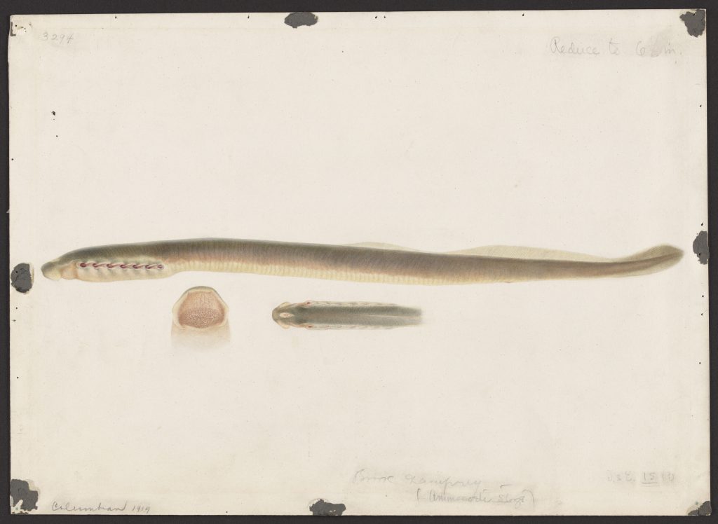 watercolor sketch of the fish Lampetra wilderi on cream paper.