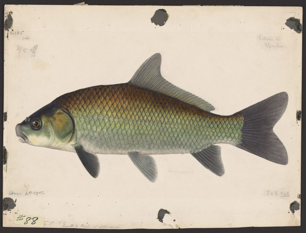 watercolor illustration of the fish Ictiobus bubalus on cream paper.