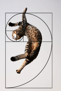 Fibonacci cat 1
