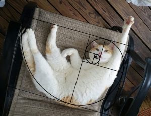 Fibonacci cat 4