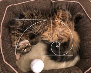 Fibonacci cat 2