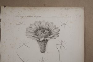 Orange-red splotches on paper, called "foxing."