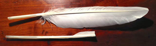Two white feathers, one with all barbs and about twice as long as the other, which has been stripped of barbs and trimmed.